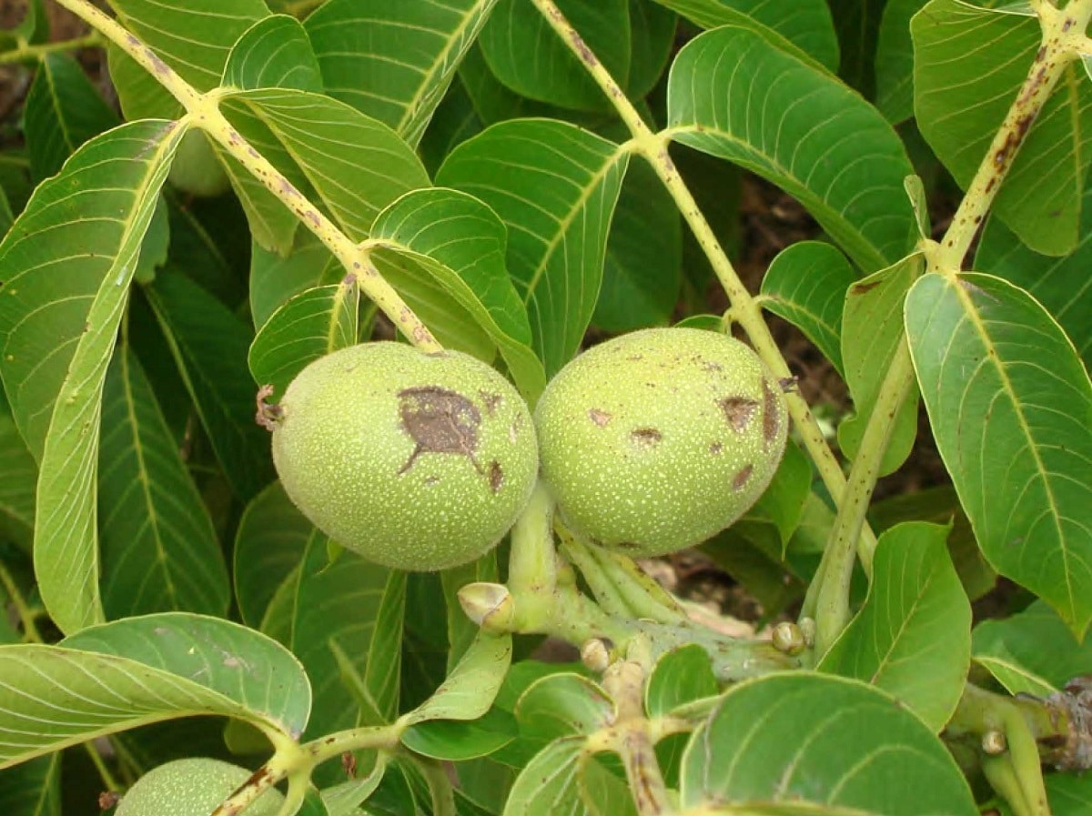 How does anthracnose affect walnut? How to fight it