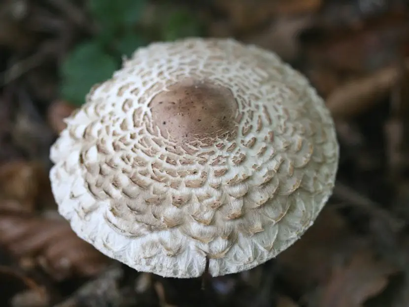 How to identify the Macrolepiota rhacodes mushroom?