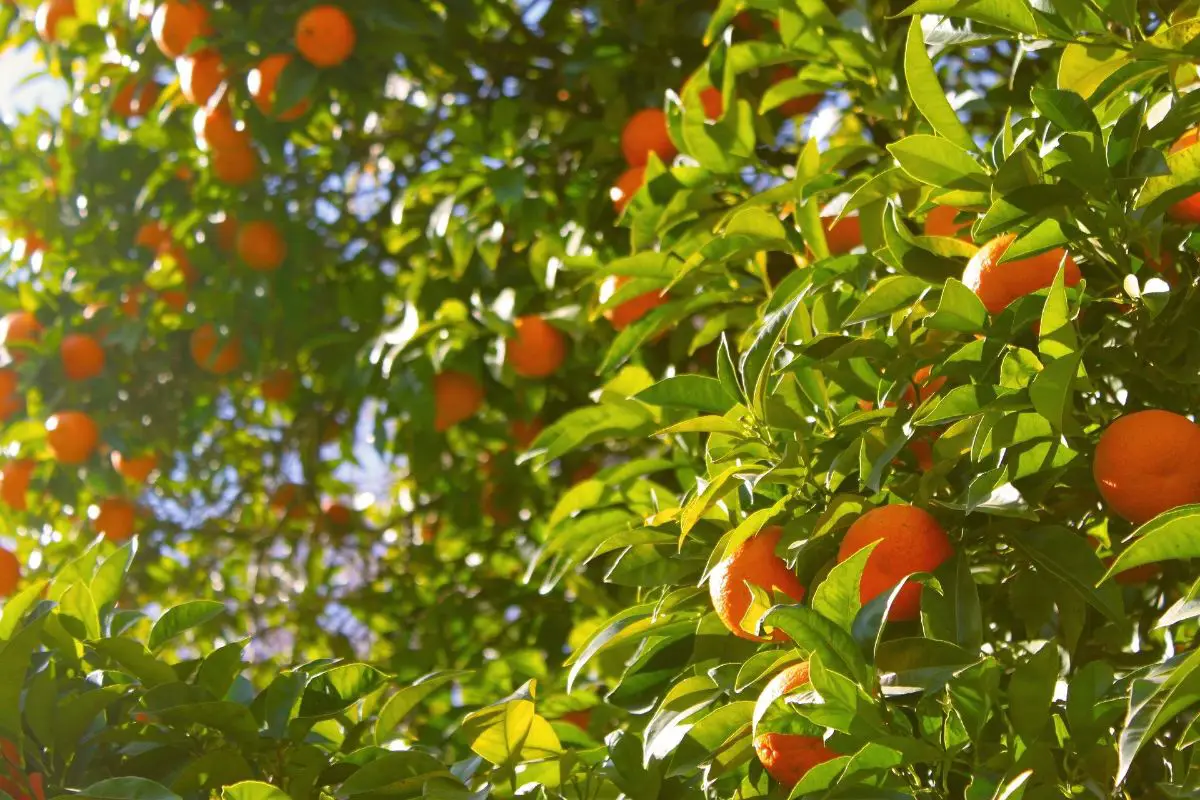 Mandarin Tree Care | Gardening On