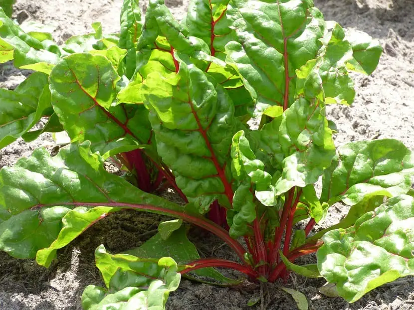 Nutritional and medicinal properties of chard