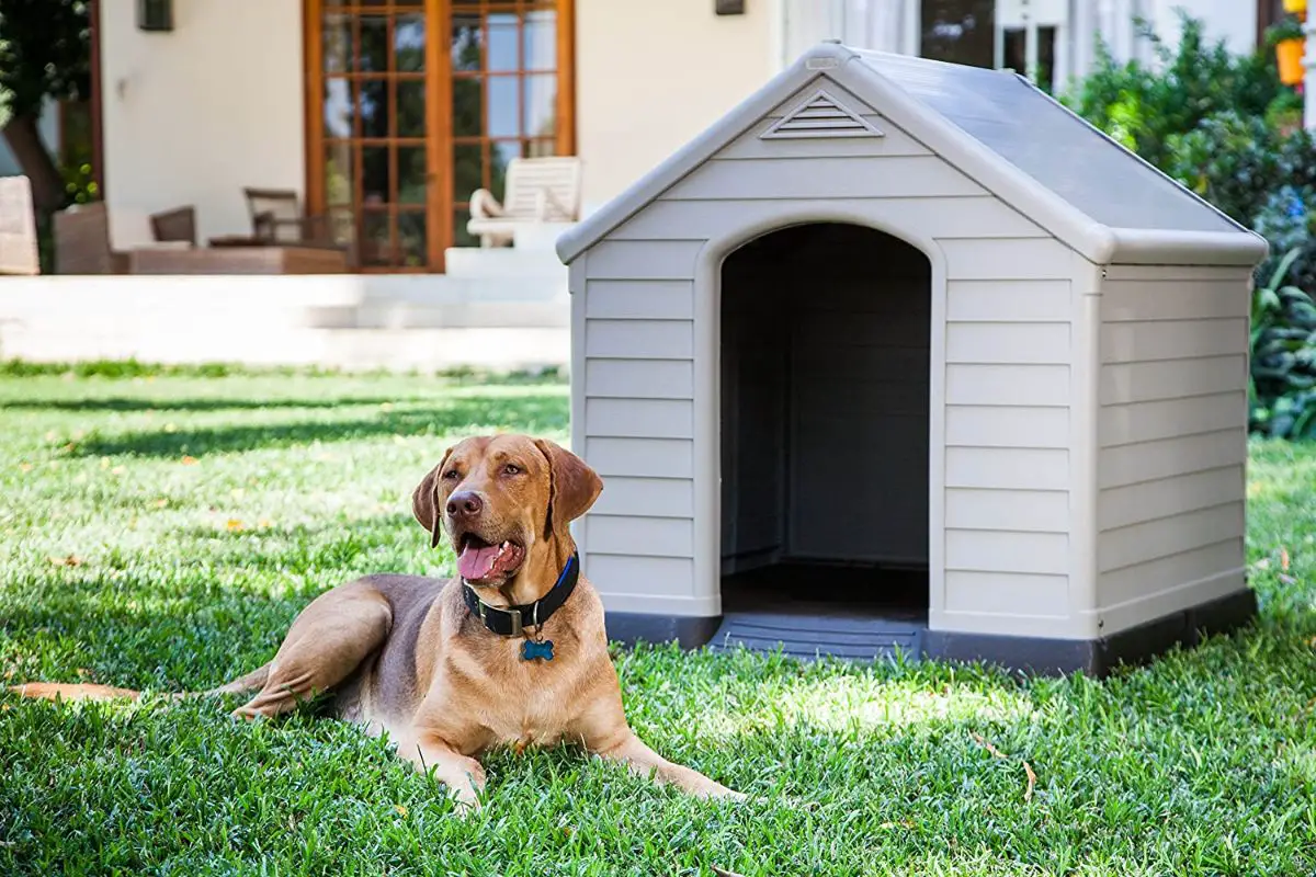 Dog Kennel Buying Guide | Gardening On