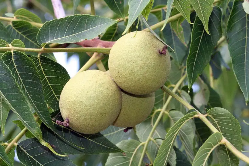 Caring for black walnut, a very decorative fruit tree