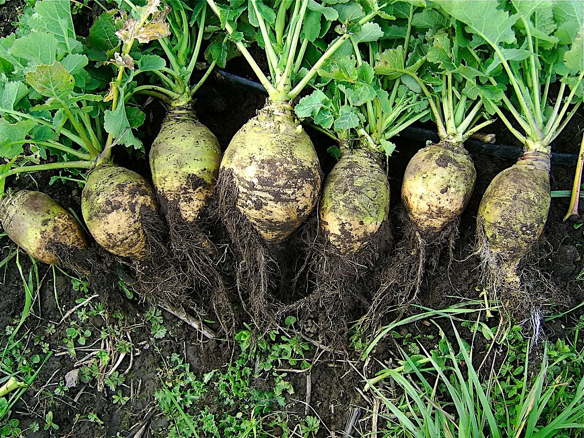 Rutabaga: a kind of turnip with great health benefits