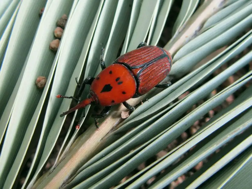 Red palm weevil: symptoms, prevention and treatment