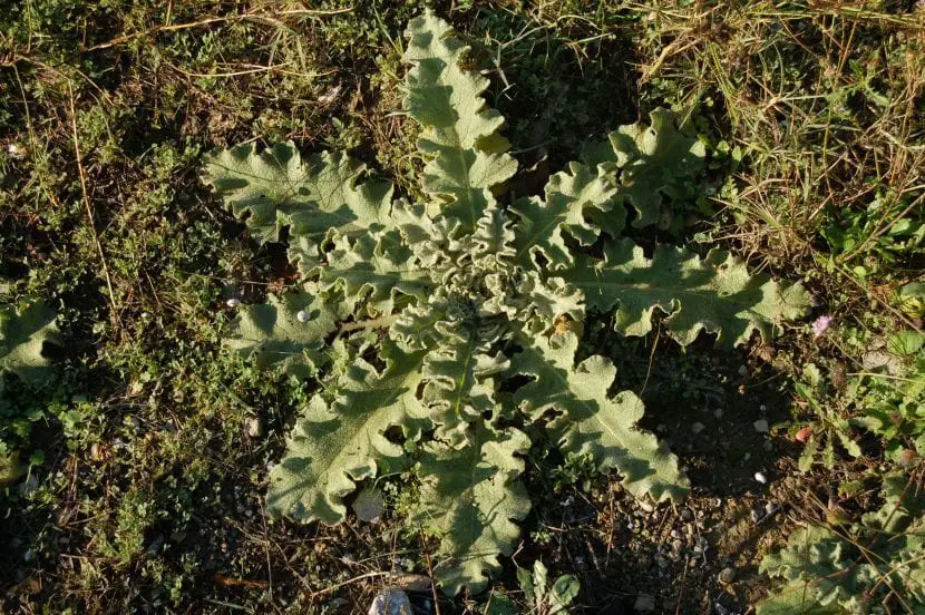 Caring for Verbascum sinuatum, a medicinal herb