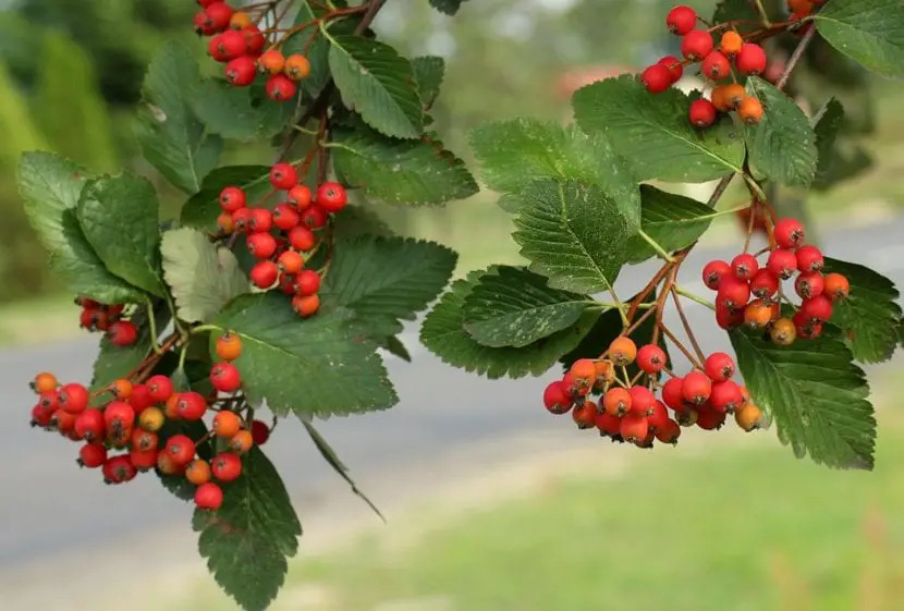 All about the Rowan | Gardening On