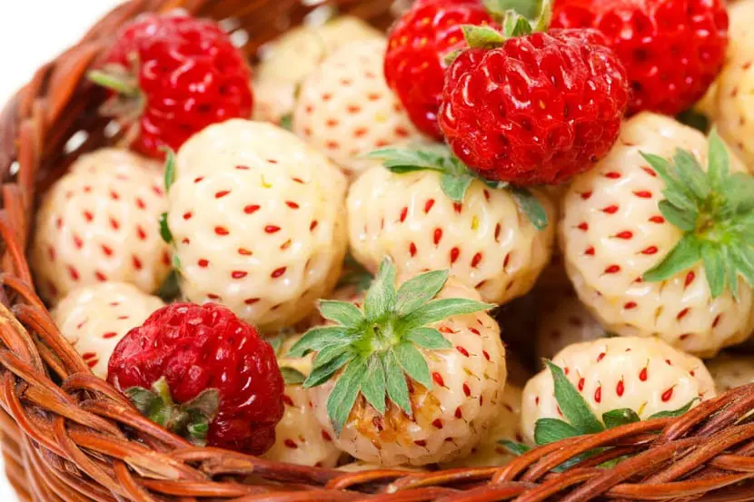 White strawberry: Characteristics, origin, cultivation and pests
