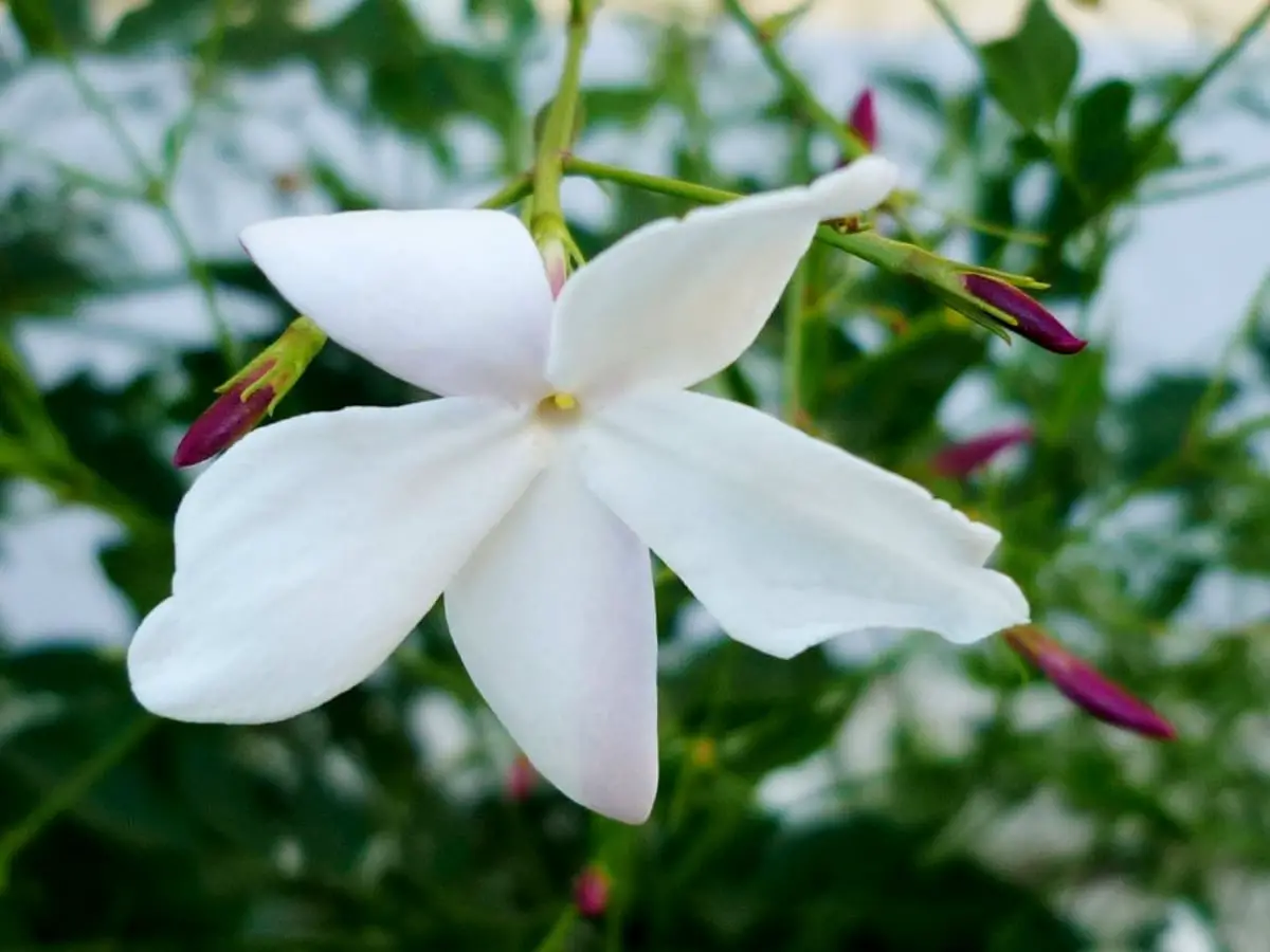 How and when to prune jasmine: the best tips