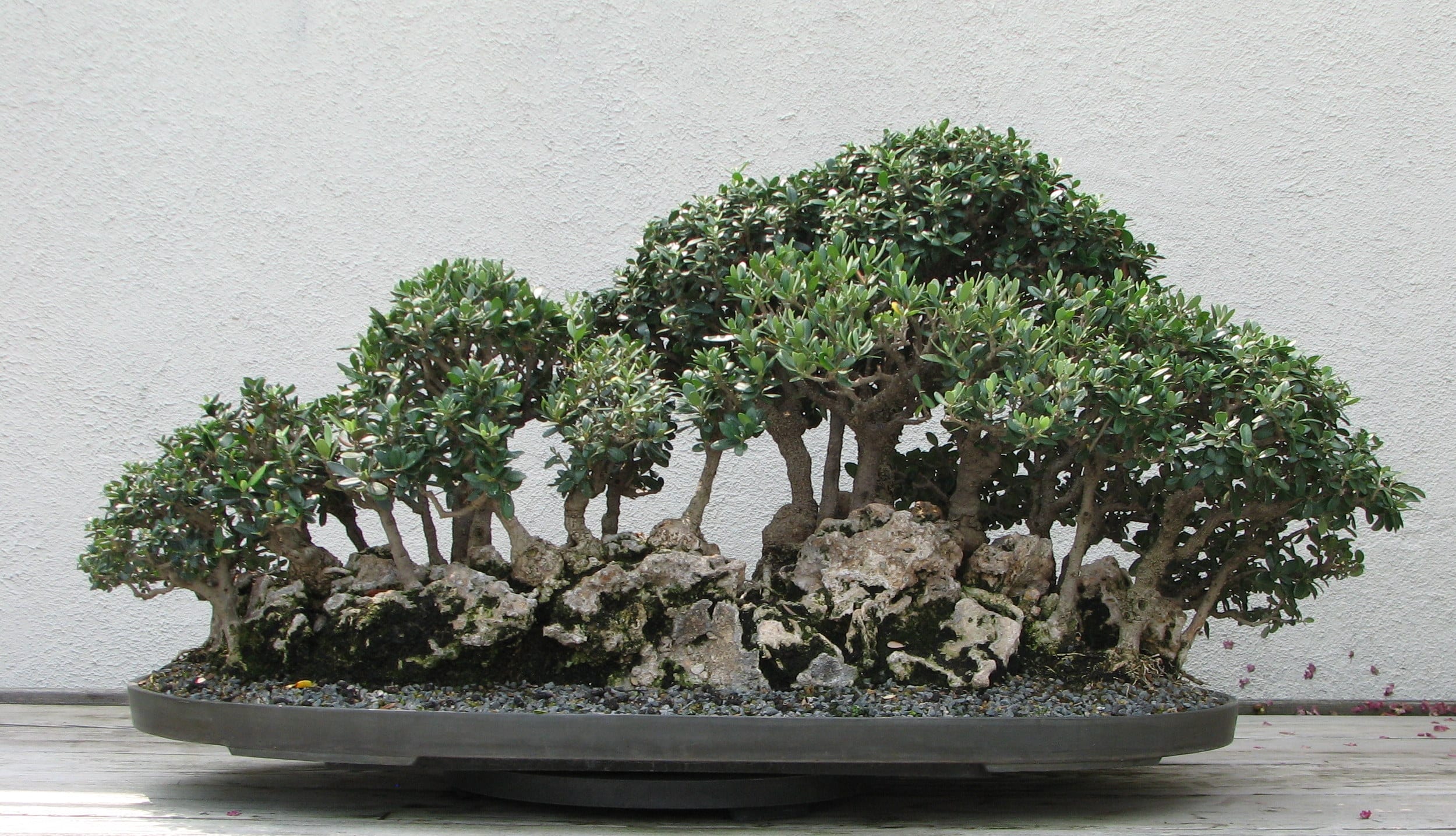 How to make an olive bonsai step by step with tricks