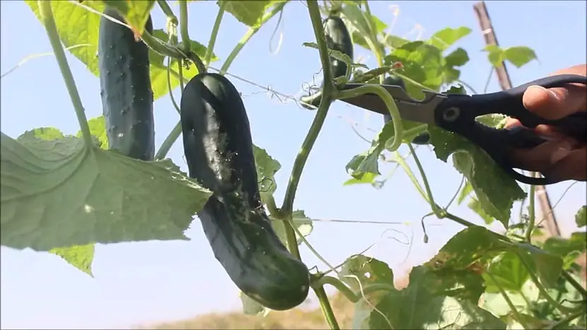Cucumber Pruning: Characteristics, Advantages and When to Prune