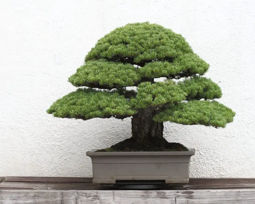 The oldest bonsai in the world