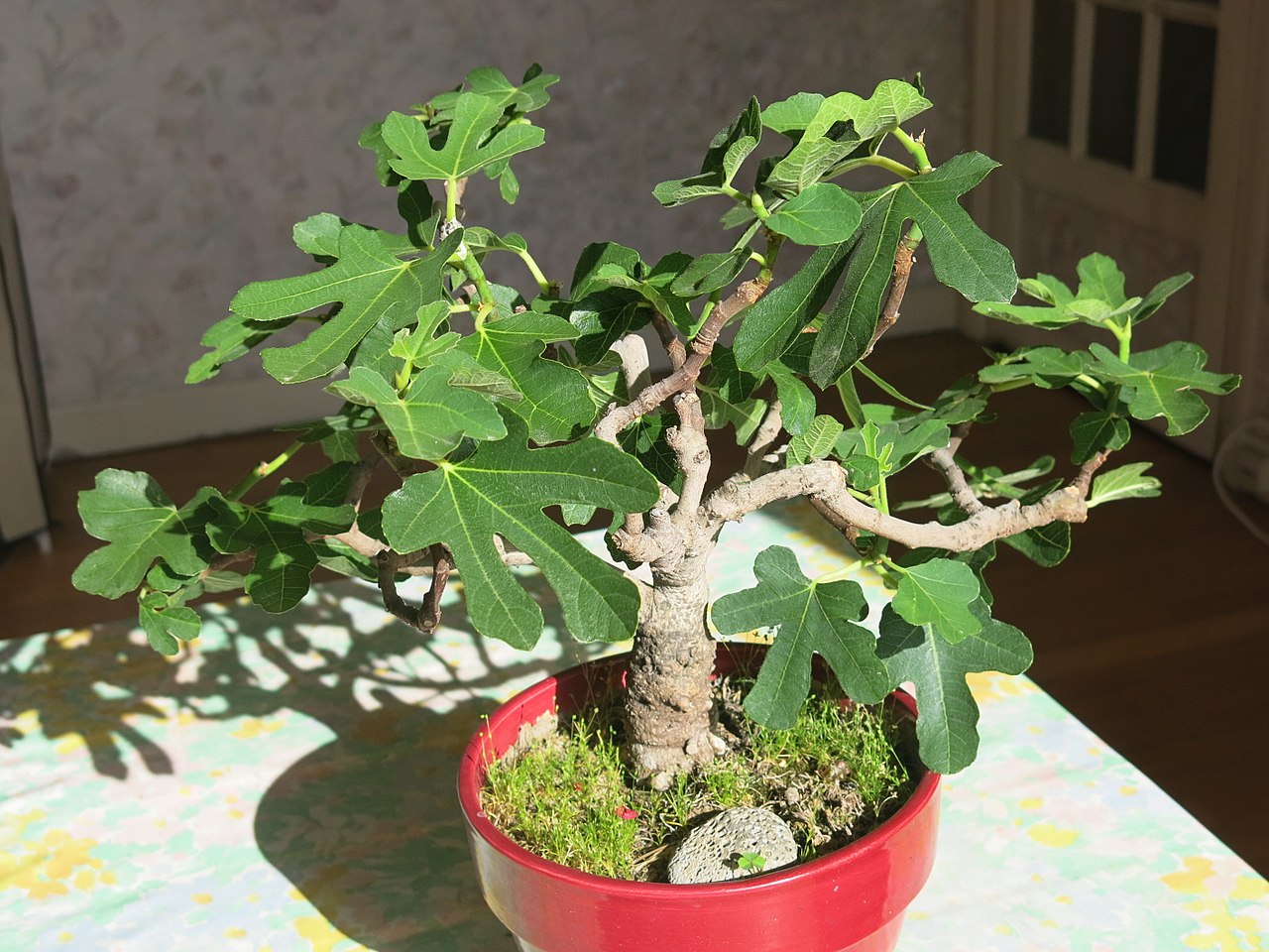 How do you take care of the fig bonsai?