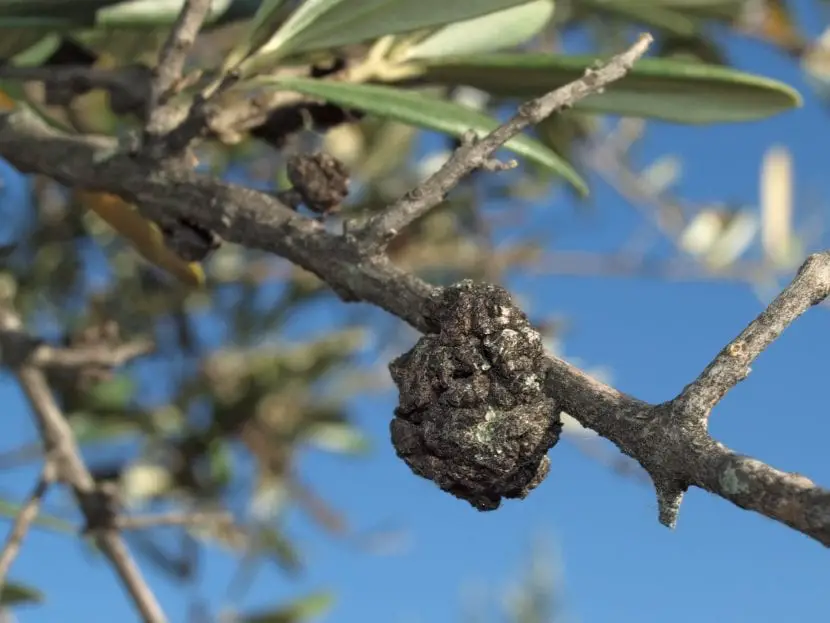 What are the symptoms and treatment of olive tree tuberculosis?