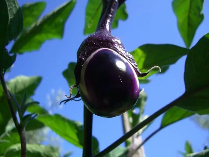 How to prune and stalk aubergines?