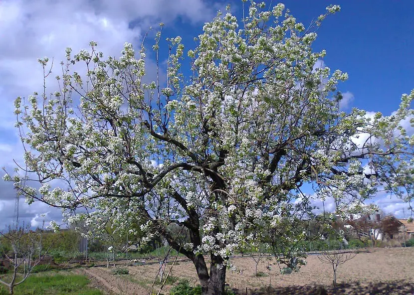 Cultivation, maintenance and reproduction of the pear tree