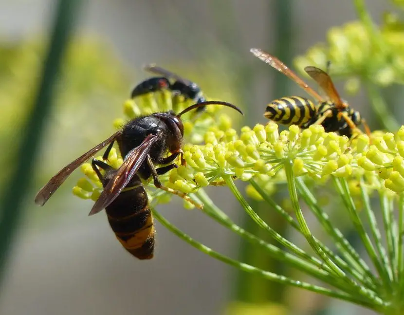 Everything you need to know about the Asian hornet