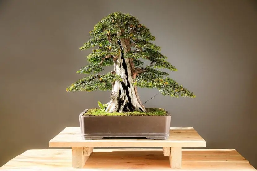 How do you care for yew bonsai?