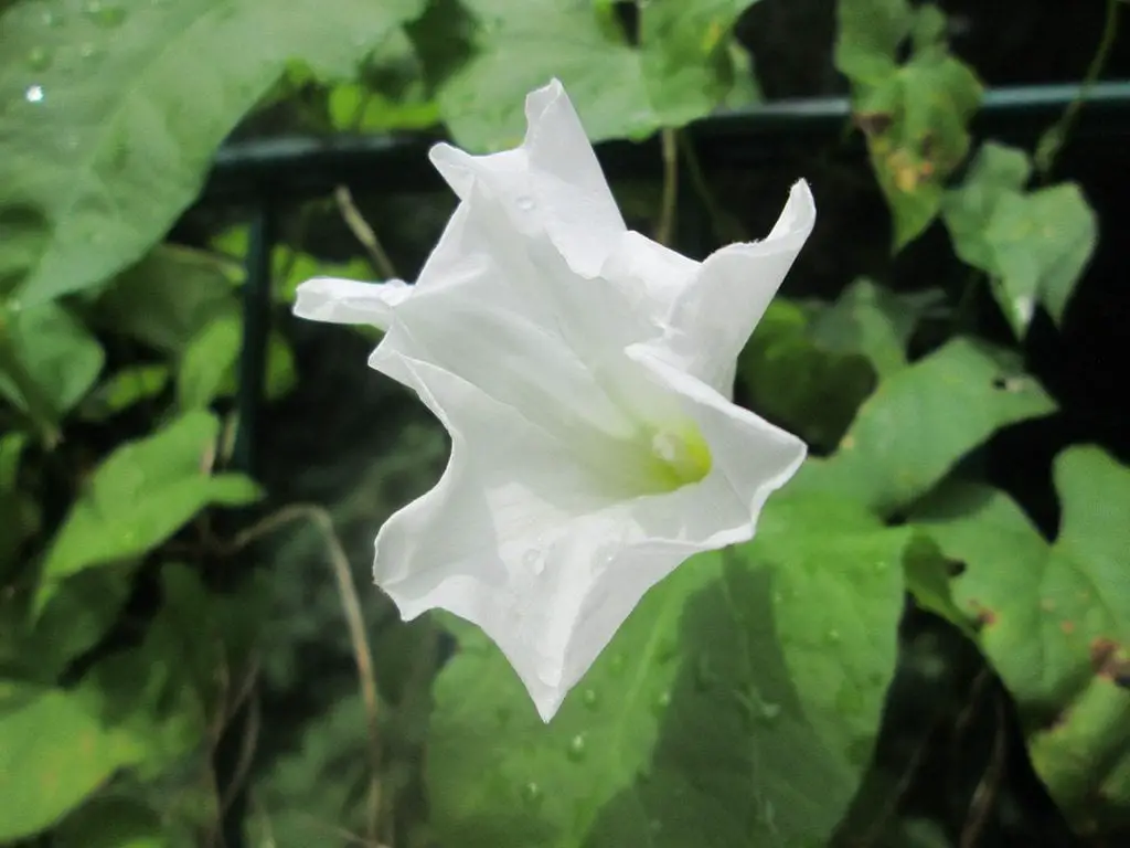 Caring for Calystegia sepium, a beautiful flower climber
