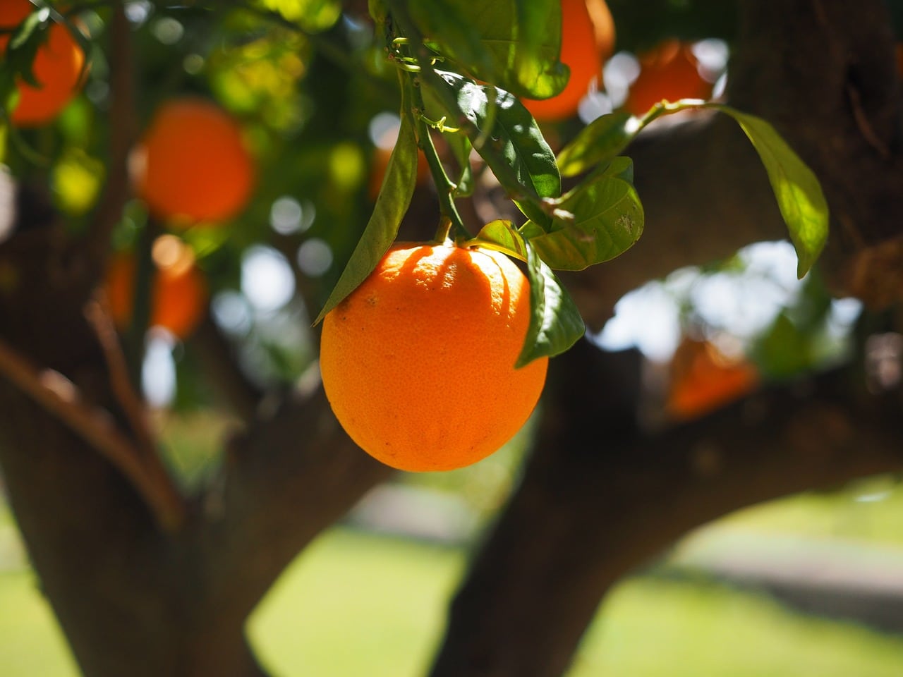 Orange pests: The most common pests and how to fight them