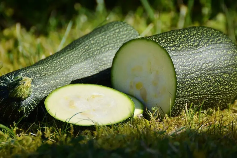 Zucchini and its types of varieties