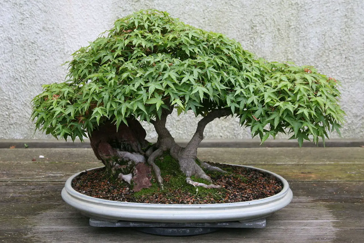 How to care for an Acer palmatum bonsai?