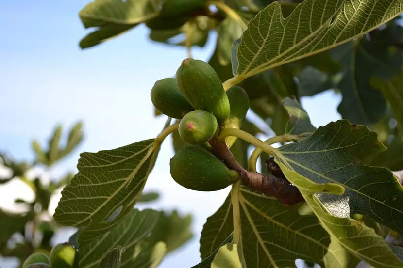 Grow a fig tree in the garden