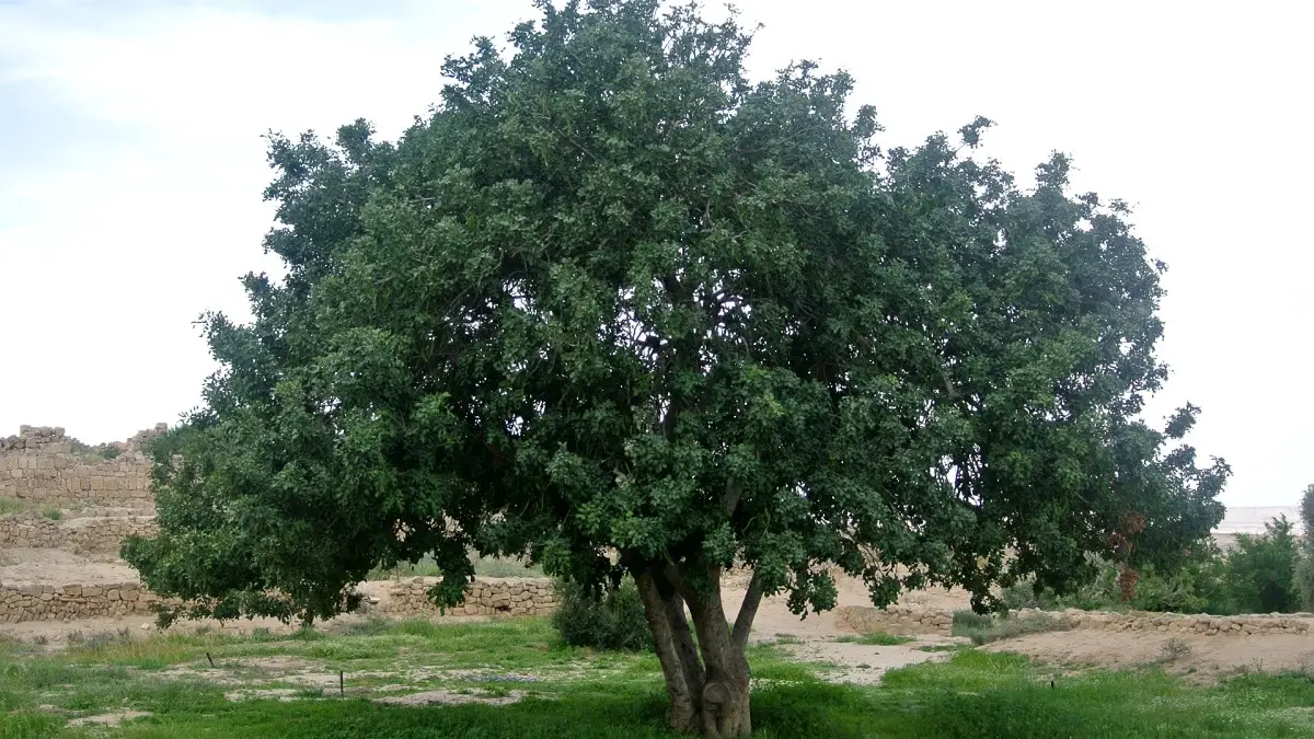 How to plant a carob tree: the best tips and tricks