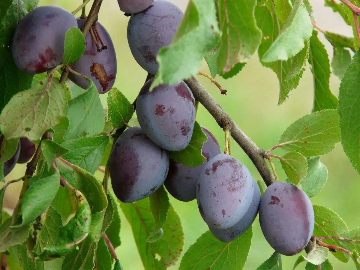 What is the plum tree like and what care does it require?