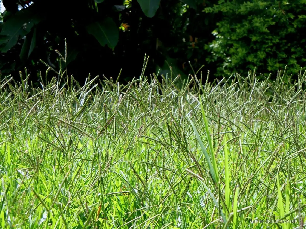 Paspalum notatum: characteristics, uses, cultivation and care