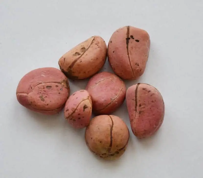 Properties and benefits of the kola nut (Cola acuminata)