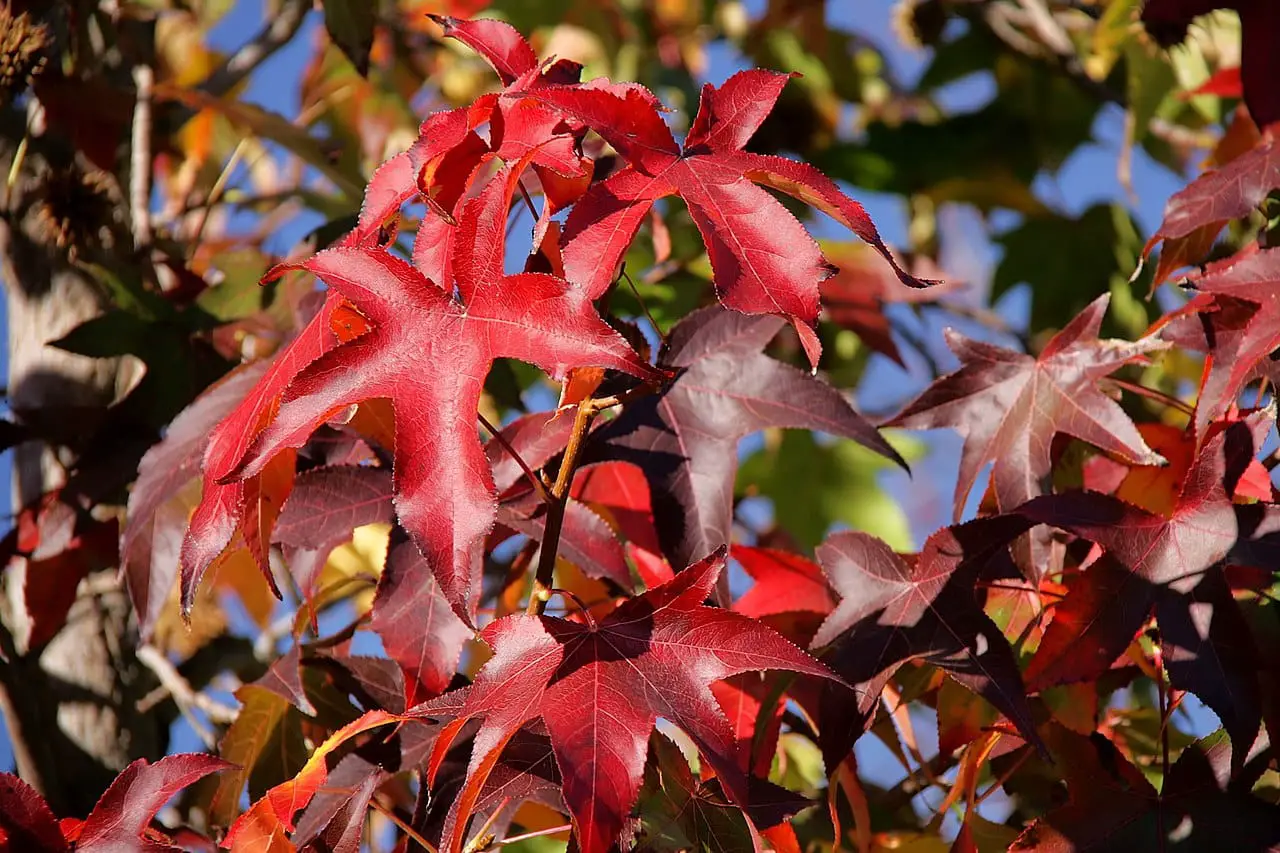 Why do plant leaves turn red?