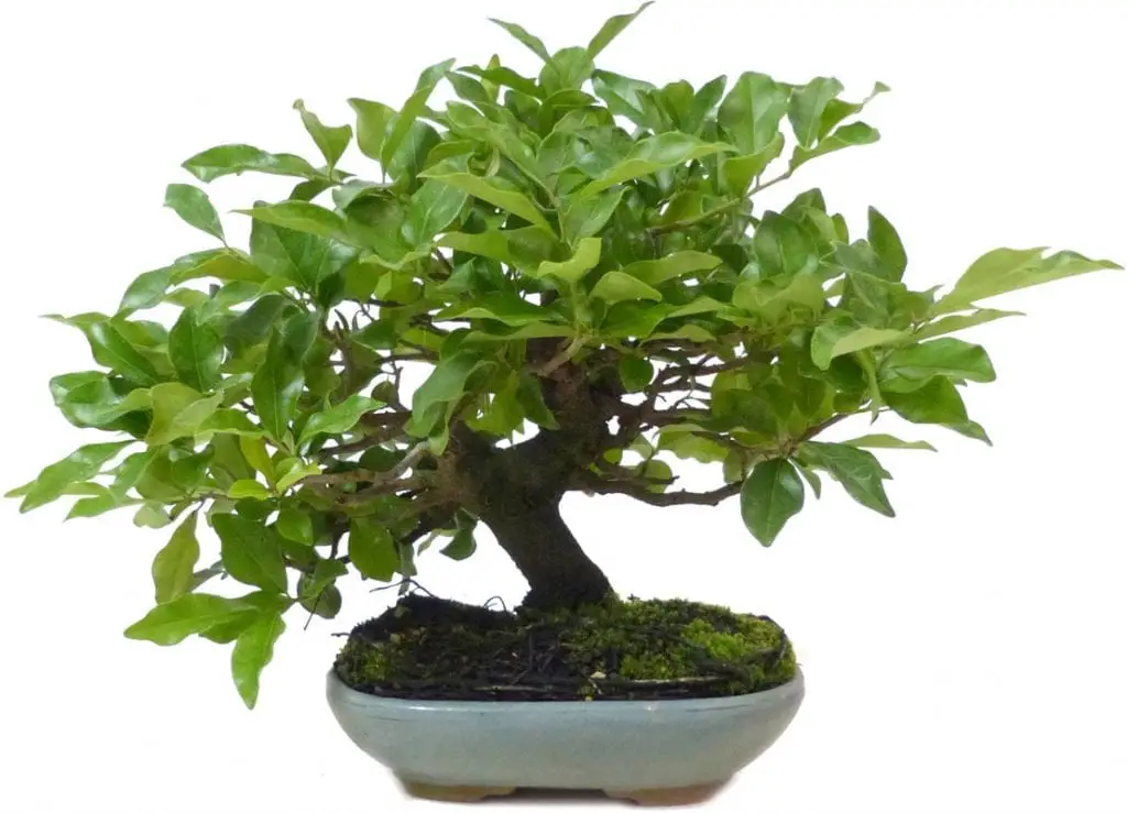 Do you know how persimmon bonsai is cared for?