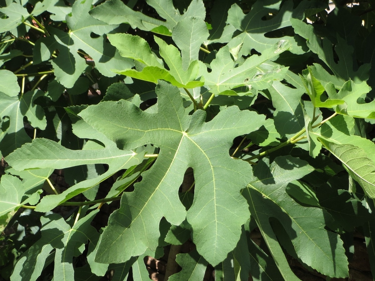 How to care for a potted fig tree