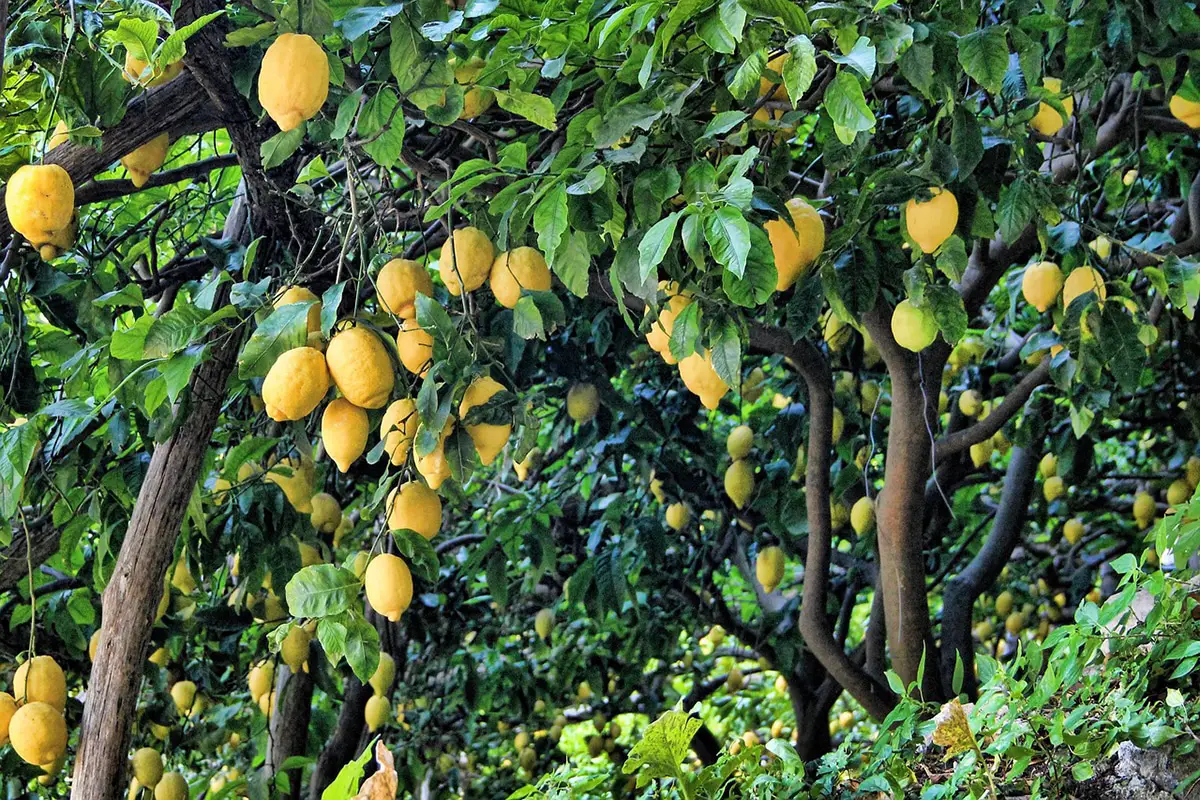 Types of lemon trees: 9 examples of the most popular
