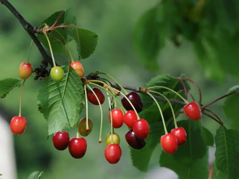 Prunus cerasus, a beautiful fruit tree for garden