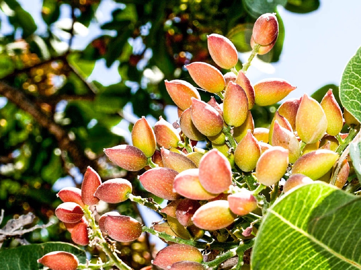 Pistachio cultivation: advice, requirements and maintenance