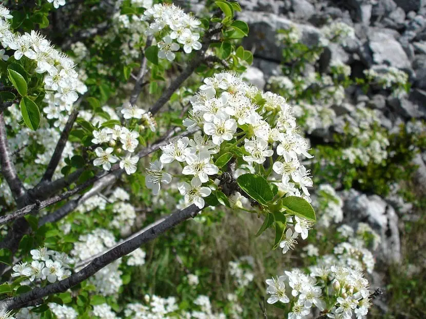 Learn all about the Saint Lucia cherry tree (Prunus mahaleb)