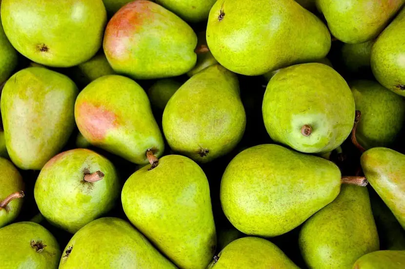 Pears: Characteristics and cultivation of different pears that exist today