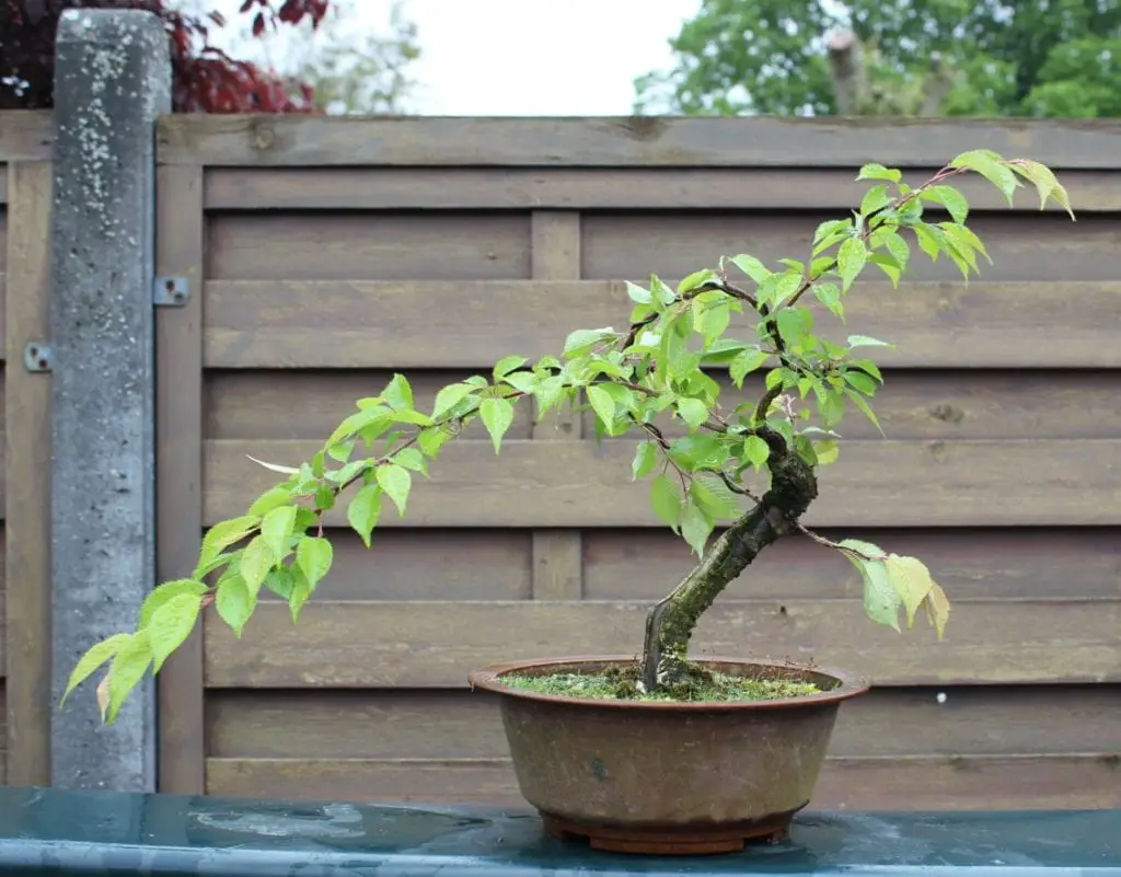 How to care for Japanese cherry bonsai?