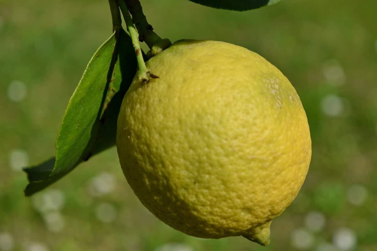 Lemon Tree Diseases: Wrinkled Leaves