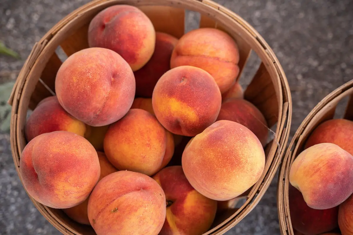 What is the season for Calanda peaches?