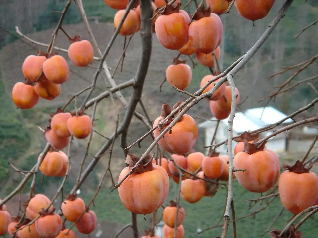 Learn how to grow the delicious persimmon fruit