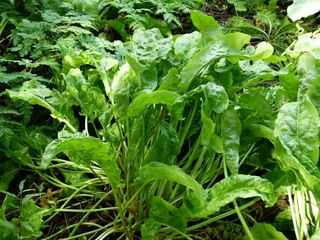 How do you care for and what are the uses of sorrel or Rumex acetosa?