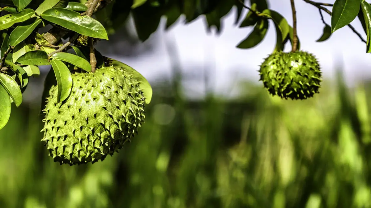 How is the soursop cultivation?