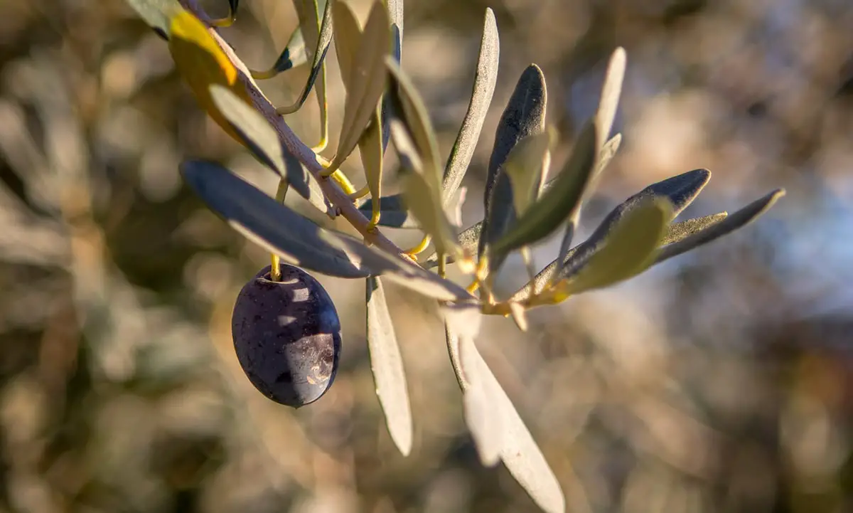 How to plant an olive tree in soil and in a pot