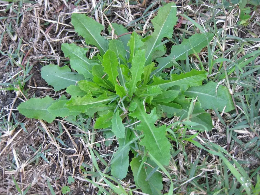 Characteristics of Lactuca serriola, an edible herb