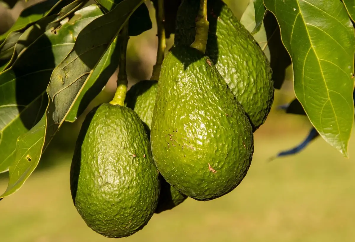 How long does an avocado take to bear fruit