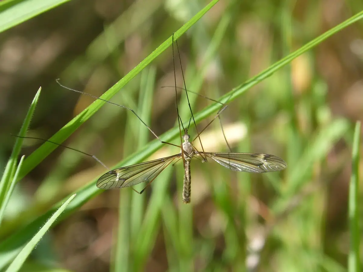Tipula: A Very Common and Dangerous Lawn Pest