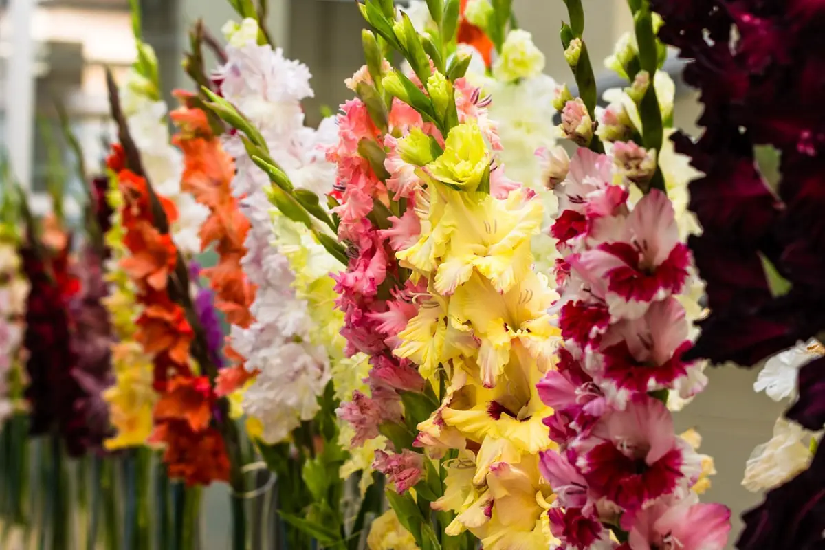 When to Plant Gladioli: Tips for Growing Them