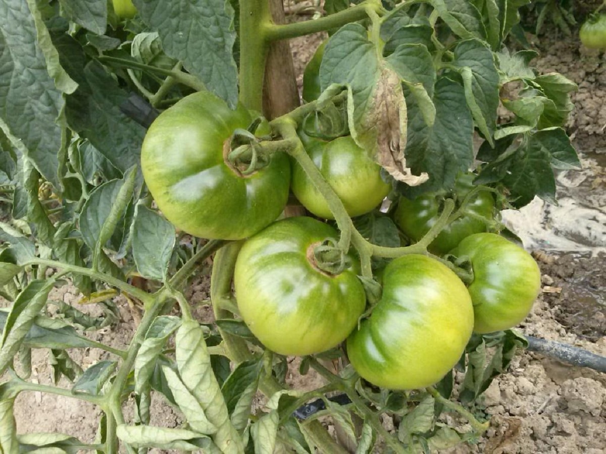 Characteristics, cultivation and maintenance of the optimal tomato